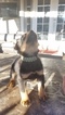 Small Photo #20 Rottweiler Puppy For Sale in RANCHO CORDOVA, CA, USA