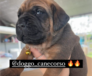Cane Corso Puppy for sale in OAK PARK, IL, USA
