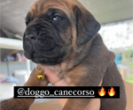 Small Photo #1 Cane Corso Puppy For Sale in OAK PARK, IL, USA
