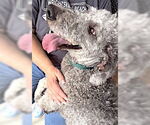 Small #1 Labradoodle