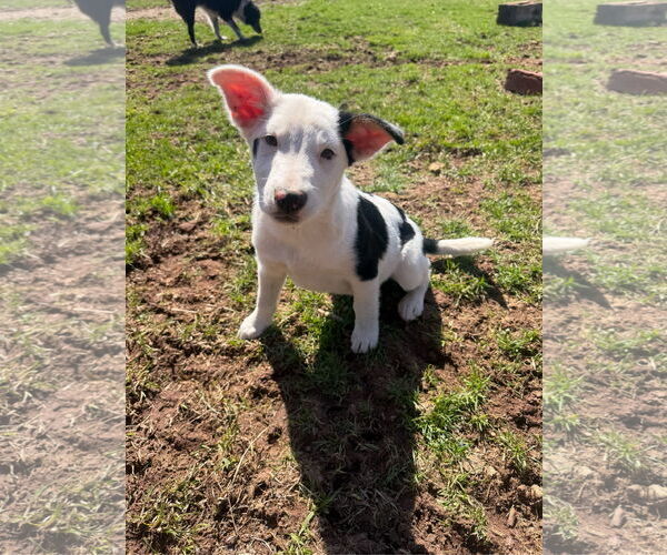 Medium Photo #6 Mutt Puppy For Sale in Garden City, NY, USA