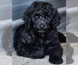 Goldendoodle Puppy for Sale in TARBORO, North Carolina USA