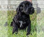 Small Photo #7 Portuguese Water Dog Puppy For Sale in CALLAHAN, FL, USA