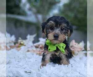 Yorkshire Terrier Puppy for sale in INDIANAPOLIS, IN, USA