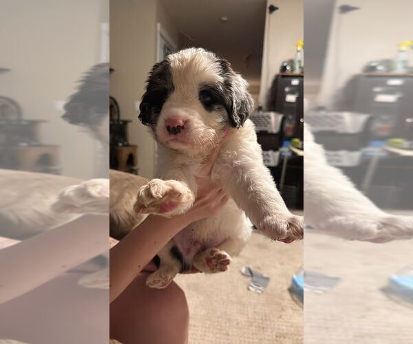 Medium Photo #1 Collie-Unknown Mix Puppy For Sale in Calgary, Alberta, Canada