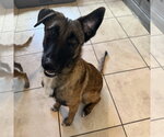 Small #4 German Shepherd Dog Mix