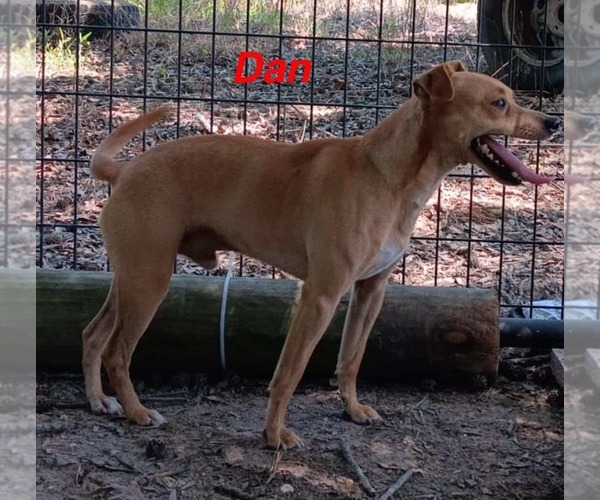 Medium Photo #1 - Mix Puppy For Sale in Farmerville, LA, USA