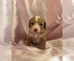 Goldendoodle (Miniature) Puppy for sale in SAINT MARYS, KS, USA