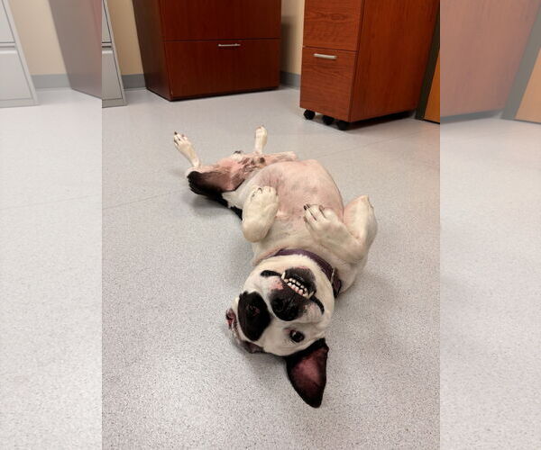 Medium Photo #10 Mutt Puppy For Sale in Virginia Beach, VA, USA