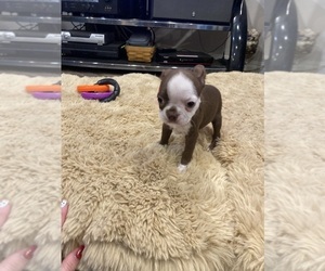 Boston Terrier Puppy for sale in FREDONIA, KS, USA