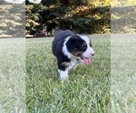 Small Photo #5 Australian Shepherd Puppy For Sale in COTTONWOOD, CA, USA