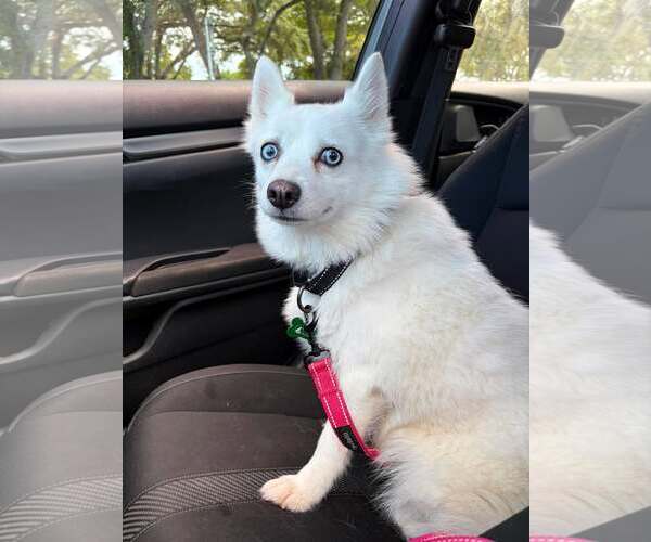 Medium Photo #2 Canadian Eskimo Dog Puppy For Sale in Pompano Beach , FL, USA