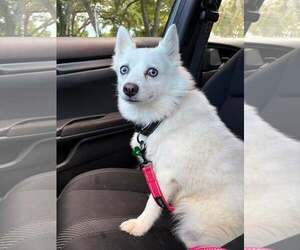 Tundra - Female Canadian Eskimo Dog Dog for Adoption - Photo #2
