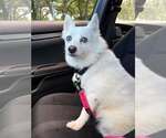 Small Photo #2 Canadian Eskimo Dog Puppy For Sale in Pompano Beach , FL, USA