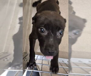 American Pit Bull Terrier Dogs for adoption in Decatur, IL, USA