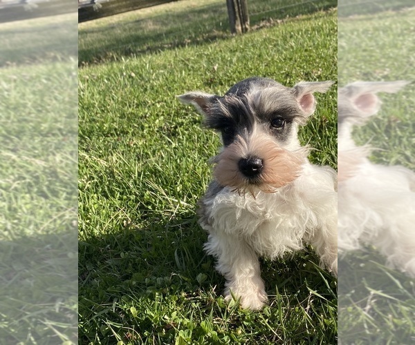 Medium Photo #3 Schnauzer (Miniature) Puppy For Sale in CANOGA, NY, USA