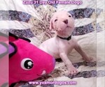 Small Photo #33 Dogo Argentino Puppy For Sale in PINEVILLE, MO, USA