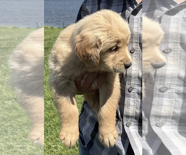 Medium Photo #5 Golden Retriever Puppy For Sale in MEMPHIS, MO, USA
