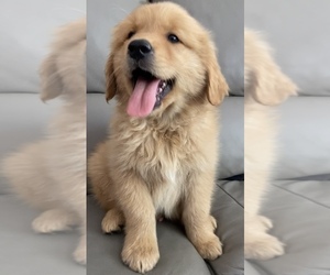 Golden Retriever Puppy for sale in SANTA ANA, CA, USA