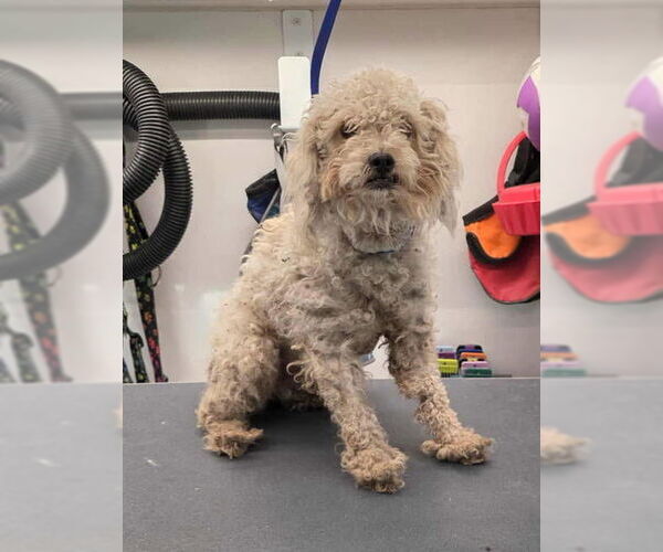 Medium Photo #4 Poodle (Miniature)-Unknown Mix Puppy For Sale in Grafton, WI, USA