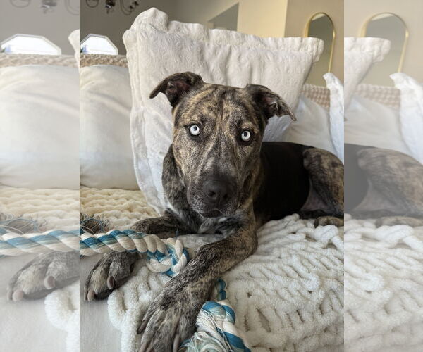 Medium Photo #3 Boxer-Catahoula Leopard Dog Mix Puppy For Sale in Chandler, AZ, USA