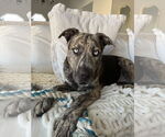 Small #2 Boxer-Catahoula Leopard Dog Mix