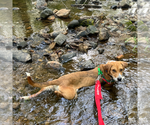 Small #11 Retriever  Mix