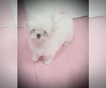 Small Photo #3 Maltese Puppy For Sale in COVINGTON, KY, USA