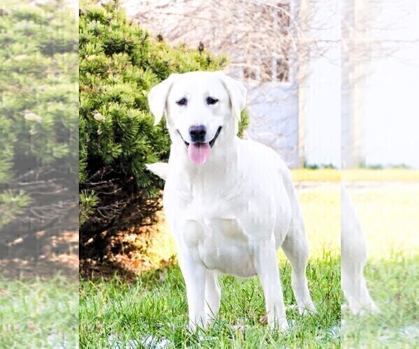 Medium Photo #1 Labrador Retriever Puppy For Sale in SYRACUSE, IN, USA
