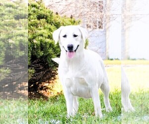 Mother of the Labrador Retriever puppies born on 02/04/2025