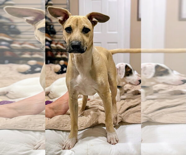 Medium Photo #3 Black Mouth Cur-Labrador Retriever Mix Puppy For Sale in Rockaway, NJ, USA