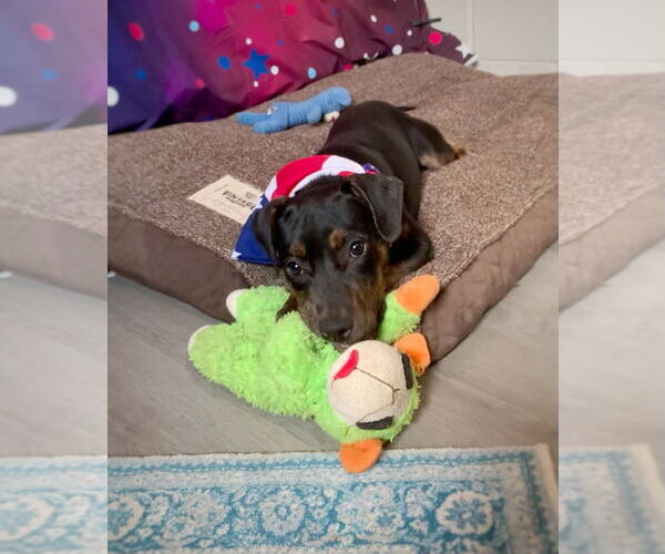 Medium Photo #4 Mutt Puppy For Sale in San Leon, TX, USA