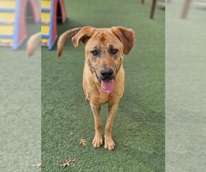 Mastador Dogs for adoption in Rockwall, TX, USA