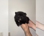 Small #1 Pomeranian
