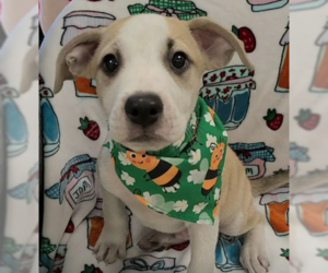 Labrador Retriever-Unknown Mix Dogs for adoption in SHERBURNE, NY, USA
