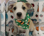 Small Labrador Retriever Mix