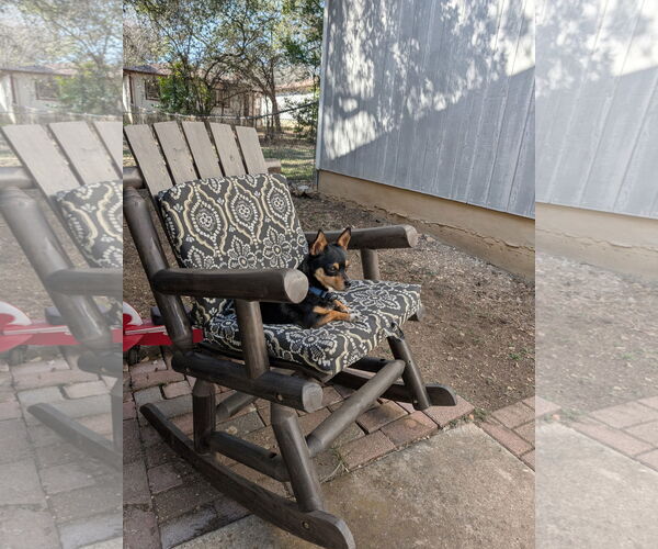 Medium Photo #4 Chiweenie Puppy For Sale in Bandera, TX, USA