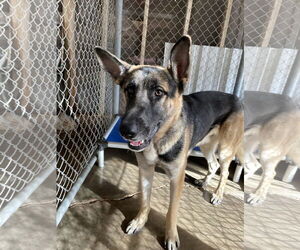 German Shepherd Dog-Unknown Mix Dogs for adoption in El Centro, CA, USA