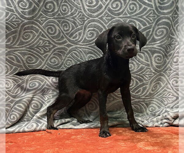 Medium Photo #2 Labrador Retriever-Unknown Mix Puppy For Sale in Wetumpka, AL, USA