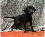 Small #1 Labrador Retriever Mix