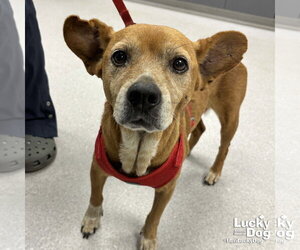 Cheagle Dogs for adoption in Washington, DC, USA