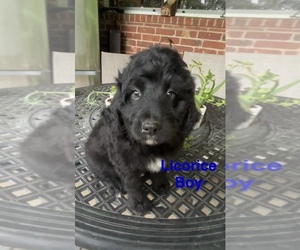 Aussiedoodle Miniature Dog for Adoption in GODLEY, Texas USA