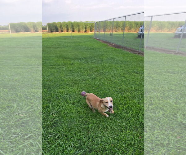 Medium Photo #4 Mutt Puppy For Sale in Oakhurst, NJ, USA
