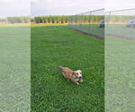 Small #3 Mutt