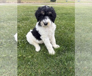 Medium Bernedoodle