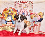 Small #8 Chihuahua