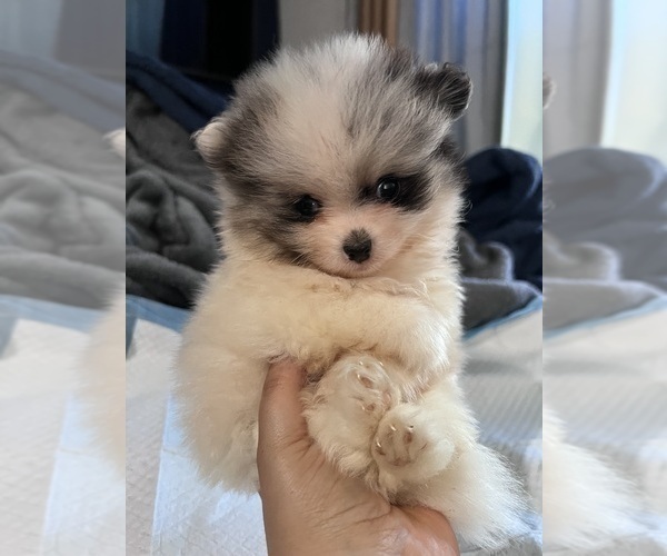 Medium Photo #12 Pomeranian Puppy For Sale in HAYWARD, CA, USA