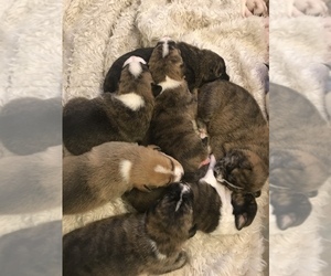 American Pit Bull Terrier-Unknown Mix Puppy for sale in Vancouver, British Columbia, Canada