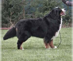 Father of the Bernese Mountain Dog puppies born on 03/27/2022