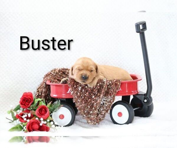 Medium Photo #33 Golden Retriever Puppy For Sale in LOYAL, WI, USA